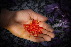  برداشت زعفران از روستای طرق رود-نطنز‎ 