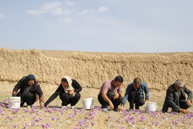  برداشت زعفران از روستای طرق رود-نطنز‎ 