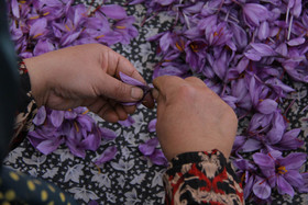  برداشت زعفران از روستای طرق رود-نطنز‎ 