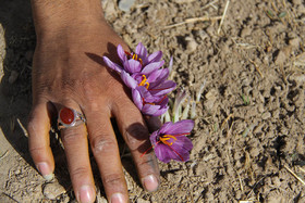  برداشت زعفران از روستای طرق رود-نطنز‎ 