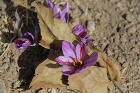  برداشت زعفران از روستای طرق رود-نطنز‎ 
