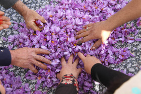  برداشت زعفران از روستای طرق رود-نطنز‎ 