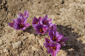  برداشت زعفران از روستای طرق رود-نطنز‎ 