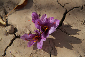  برداشت زعفران از روستای طرق رود-نطنز‎ 