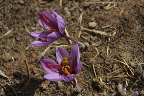  برداشت زعفران از روستای طرق رود-نطنز‎ 