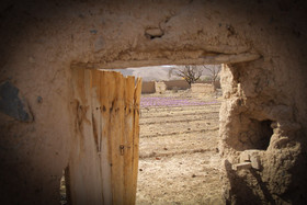  برداشت زعفران از روستای طرق رود-نطنز‎ 