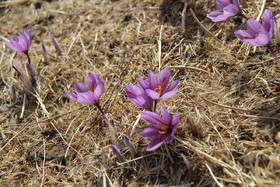  برداشت زعفران از روستای طرق رود-نطنز‎ 
