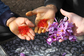  برداشت زعفران از روستای طرق رود-نطنز‎ 