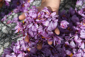  برداشت زعفران از روستای طرق رود-نطنز‎ 