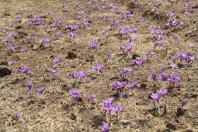  برداشت زعفران از روستای طرق رود-نطنز‎ 