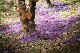  برداشت زعفران از روستای طرق رود-نطنز‎ 