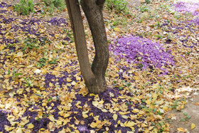  برداشت زعفران از روستای طرق رود-نطنز‎ 