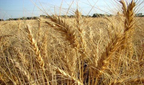  خرید تضمینی ۲۶۷ هزار تنی گندم در استان اصفهان طی سال گذشته