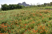 دم‌کرده گیاه شقایق موجب کاهش فشارخون می‌شود