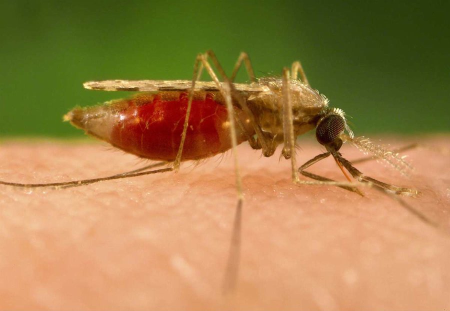 ۲۵۰ کانون پرخطر مالاریا سم‌پاشی می‌شود