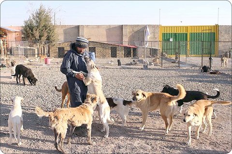 ساماندهی مرکز نگهداری سگ‌های ولگرد در مبارکه 