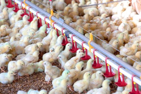 عرضه جوجه یکروزه ۲ برابر نرخ مصوب در بازار/ قیمت مرغ بالاتر از ۲۴۹۰۰ گرانفروشی است