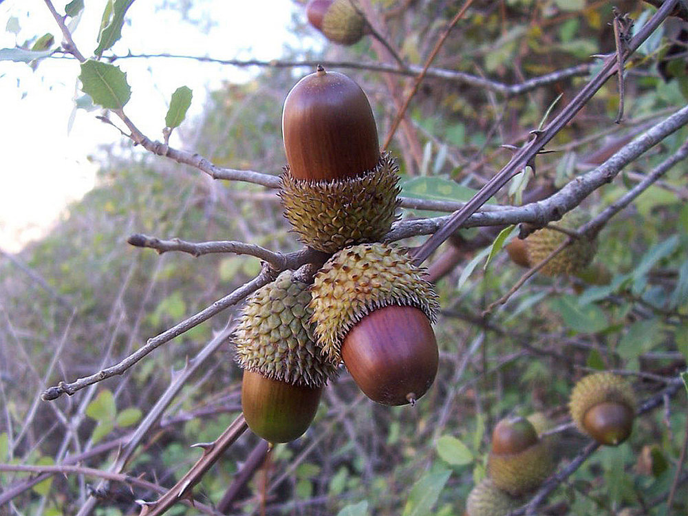 بلوطهای زاگرس طعمه جاده "وزوه"