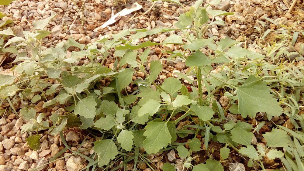 علفهای هرز بامهای سبز، راهکاری در کاهش آب طوفان