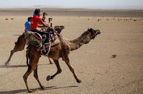 مسابقات ملی شترسواری در صحرای مصر برگزار می‌شود