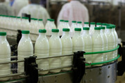 رشد بیش از ۴ درصدی تولید شیر در قزوین