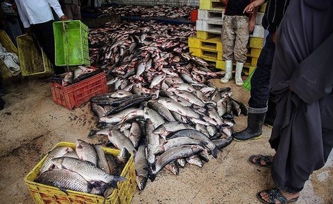 تولید سالانه ۷۳۰۰ تن ماهی پرورشی در استان اصفهان