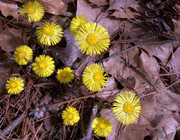 درمان بیماری های دستگاه تنفسی با گیاه "پای خر" / مصرف این گیاه برای زنان باردار ممنوع است