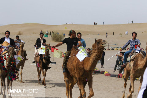 camel riding
