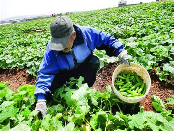 رشد پنج درصدی محصولات زراعی و باغی استان اصفهان