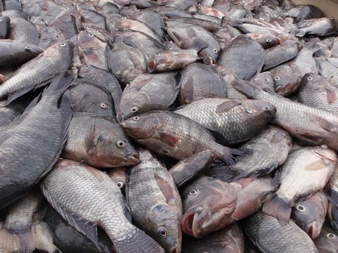 تکمیل فاز نخست طرح ملی مراقبت از ماهیان قزل‌آلا در قزوین