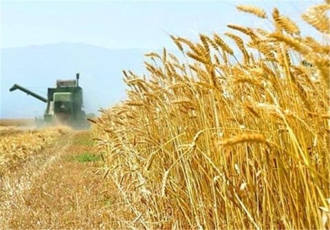 خریداری بیش از ۲۰۰ هزار تُن گندم تضمینی از کشاورزان اصفهانی