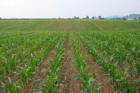 بهره برداری از ۱۰ طرح کشاورزی در دهاقان در هفته دولت