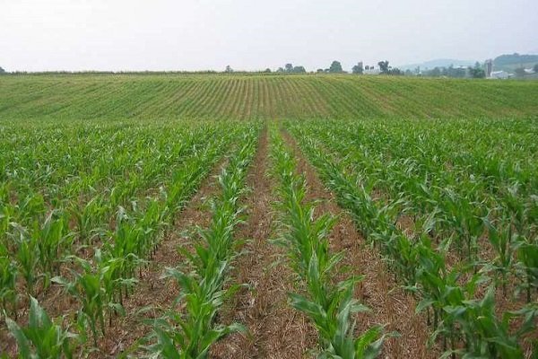 بهره برداری از ۱۰ طرح کشاورزی در دهاقان در هفته دولت