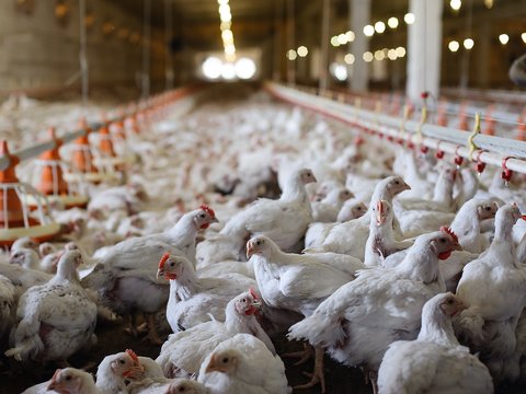 Iran culls 1.4 million poultry to stem severe bird flu 