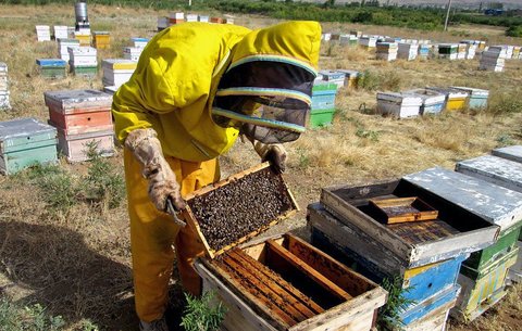 وجود ۸۰۰ هزار کلنی زنبور عسل در استان اصفهان