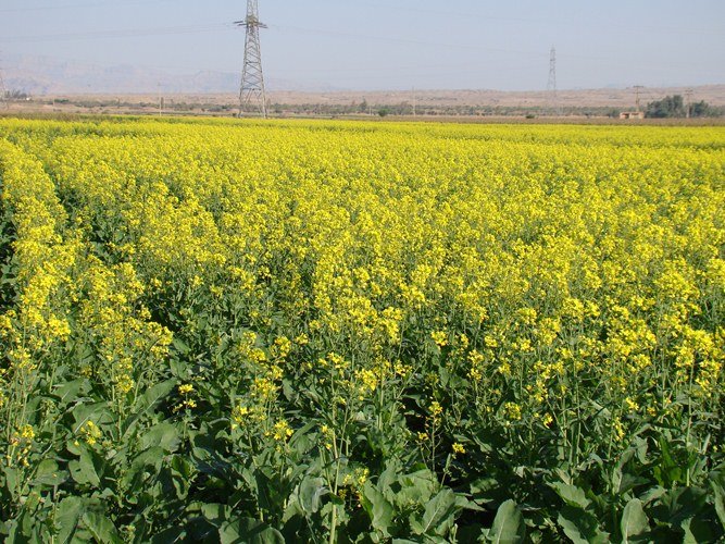 تولید کُلزا در استان اصفهان ۸۰ درصد افزایش یافت