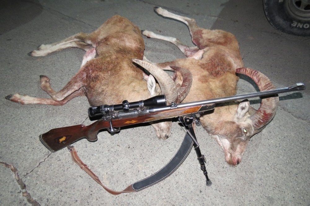 شکارچیان قوچ وحشی در قمیشلو به 2 سال حبس محکوم شدند