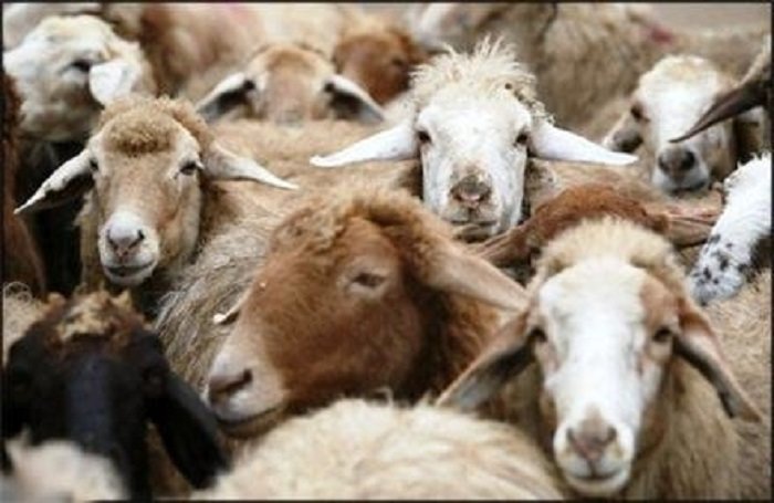 ۵۰ هزار رأس گوسفند به کشور وارد می شود