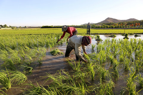 کاهش چشمگیر کشت برنج در استان اصفهان/هنوز متهم اصلی برنج کاری هستیم