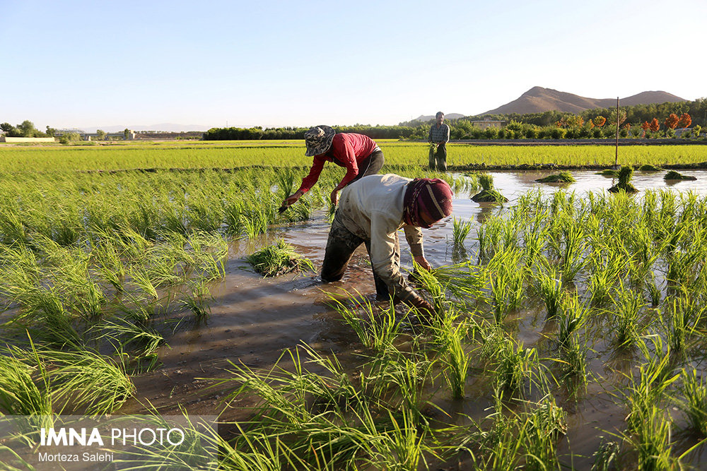 کاهش چشمگیر کشت برنج در استان اصفهان/هنوز متهم اصلی برنج کاری هستیم