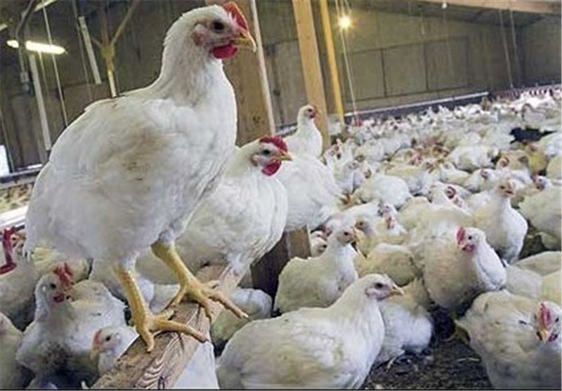 توقیف محموله قاچاق ۵ تنی مرغ زنده در آران و بیدگل