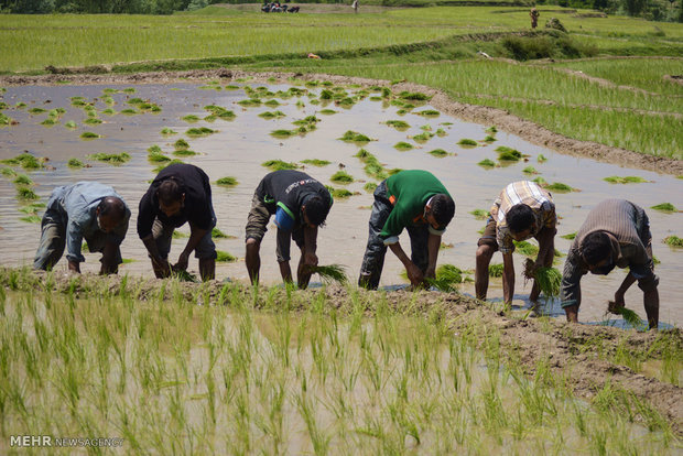 اجرای طرح کد رهگیری برنج در گیلان و مازندران /کشت محصولات جایگزین در ۱۰ استان غیر شمالی