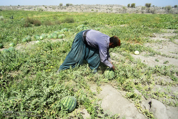 رفع مشکلات صادرات هندوانه کاران ارومیه‌ای به اروپا
