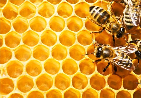 ایران، سومین تولید کننده عسل دنیاست