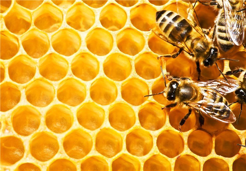 تولید بیش از ۴۷ هزار کیلوگرم عسل در دهاقان