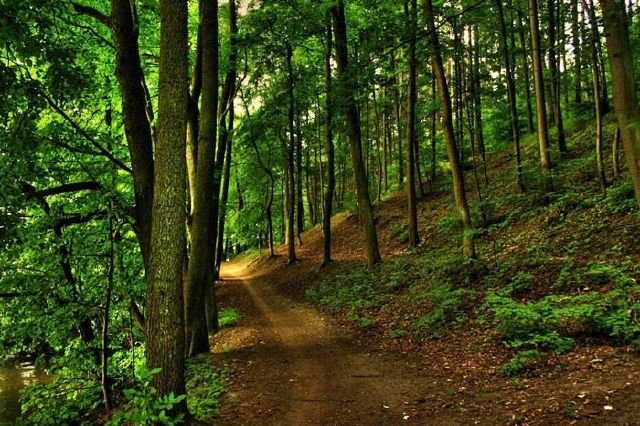 تخریب جنگل ها و قتل های سریالی جنگل بانان در رومانی