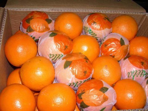 کشف ۴ هزار کیلوگرم پرتقال خارجی در اصفهان