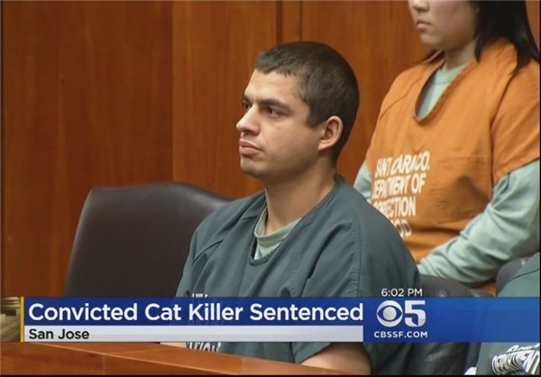 «۱۶ سال حبس» مجازات قاتل گربه‌ها در آمریکا