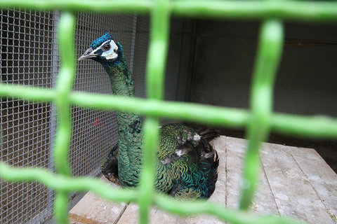 جلوگیری از راه‌اندازی باغ پرندگان و باغ وحش‌های جدید