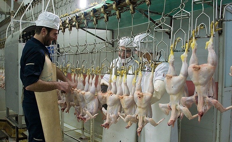 مرغ ۸۵۰۰ تومانی در اصفهان گران نیست!/گرما عامل گرانی/توقف صدور مرغ به پایتخت